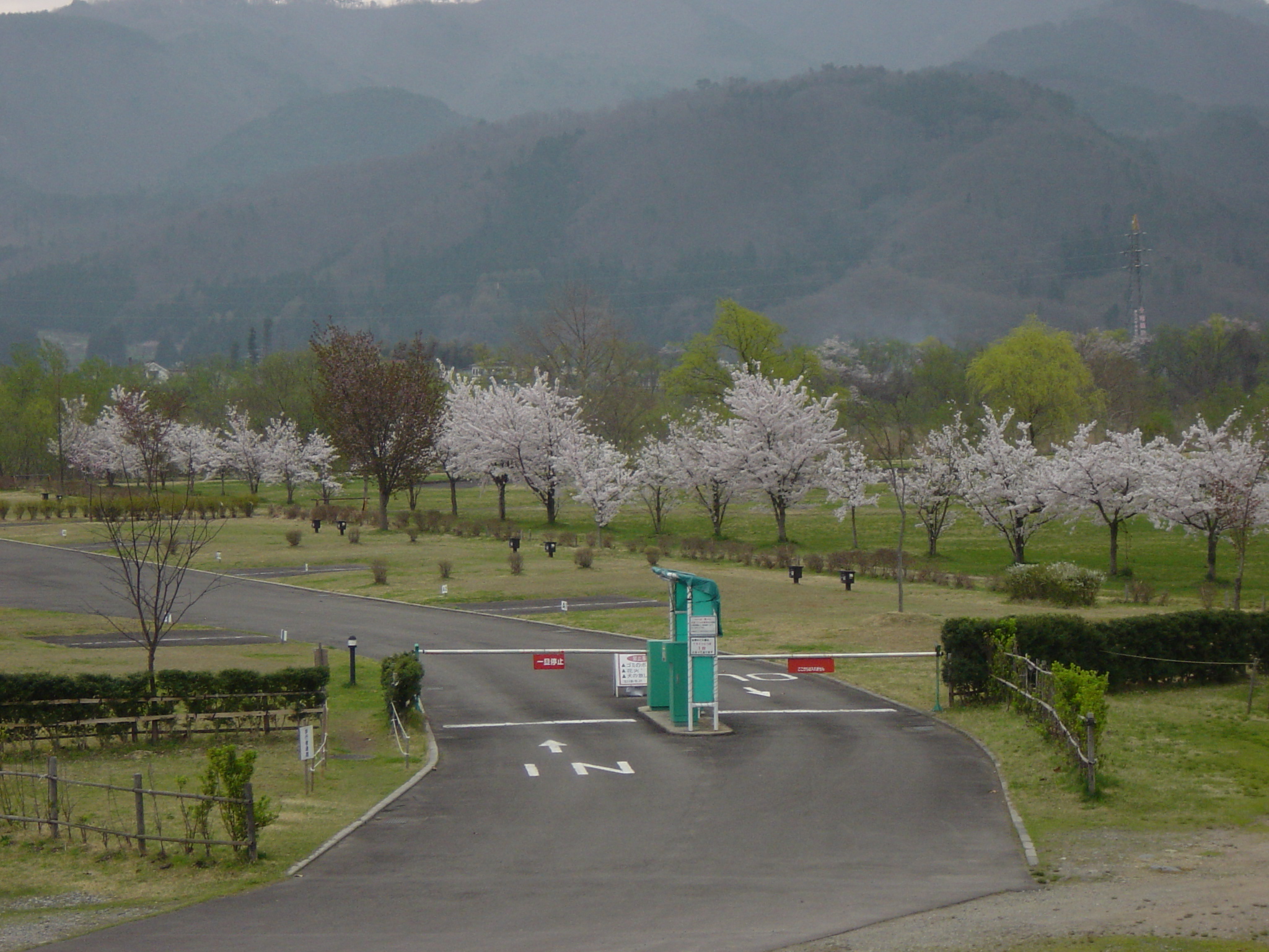 祝 八重の桜 放送 会津のお花見観光とアウトドア せせらぎ公園オートキャンプ場 からのお知らせ ミサトノ Jp