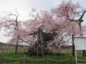 千歳桜