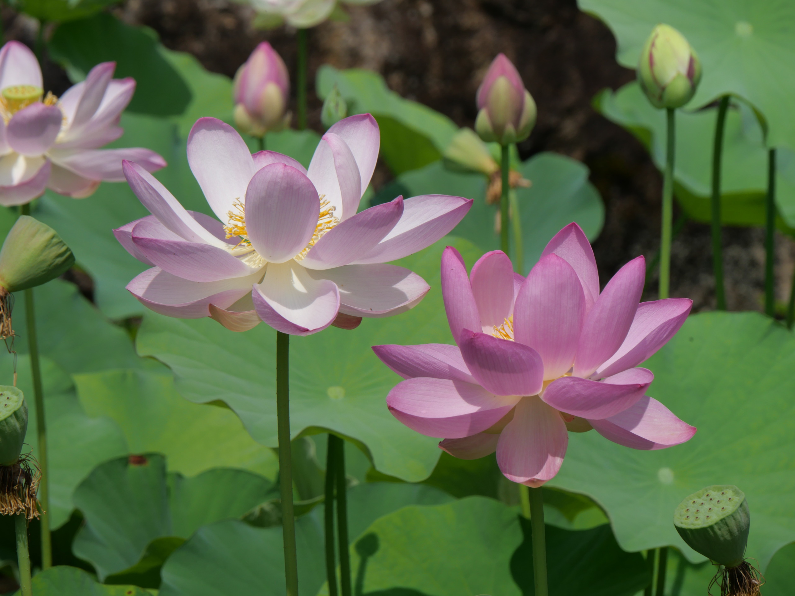 龍興寺 蓮の花 咲き始めました。 – ミサトノ.jp