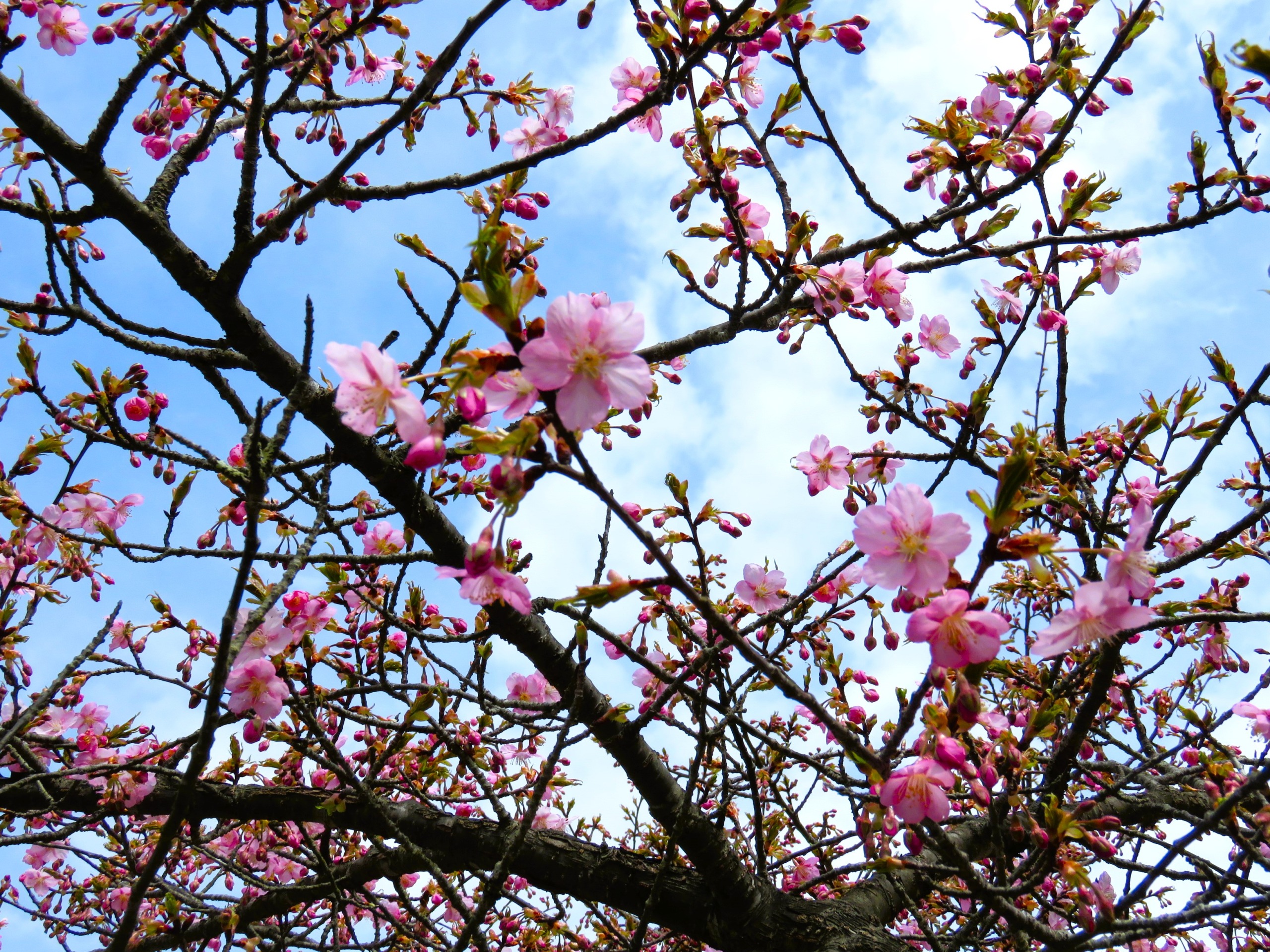 芸術写真 FLOWERS and TREES 芸術写真 FLOWERS and TREES 芸術写真 FLOWERS and TREES 芸術